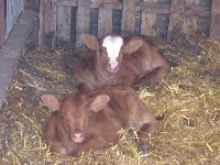 BabyDollsTwinCalvesOct2005_02.JPG