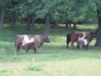BugEyeJr_and_Heifer_withbabies_Sept2005.JPG