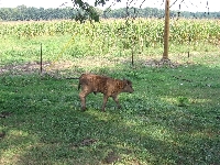 Calf_Cocoa_Sept2005.JPG