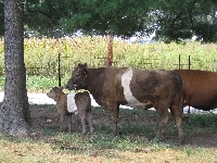 HeiferandCalf_Sept2005.JPG