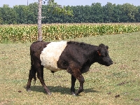 Steer2_Sept2005.JPG
